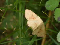 Gestippelde oogspanner [Cyclophora punctaria]